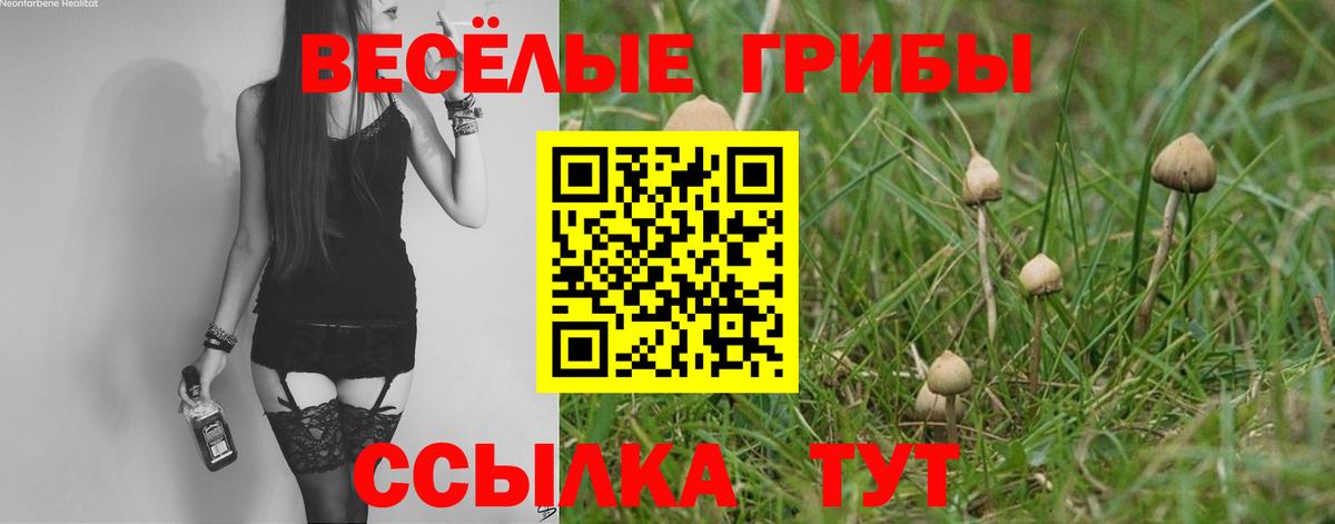 Псилоцибиновые грибы Psilocybine cubensis Сосновоборск